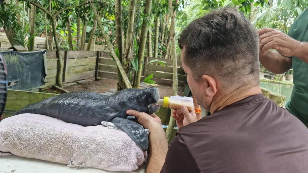 Animais Silvestres Resgatados em Santarém São Transferidos para Belém com Apoio de Órgãos Ambientais