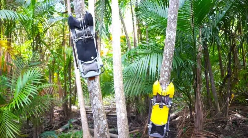 Amazônia lança primeiro robô de colheita de açaí e revoluciona cadeia produtiva