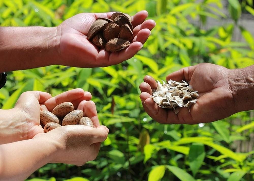 Banco da Amazônia lança edital de R$ 4 milhões para impulsionar a bioeconomia na região amazônica