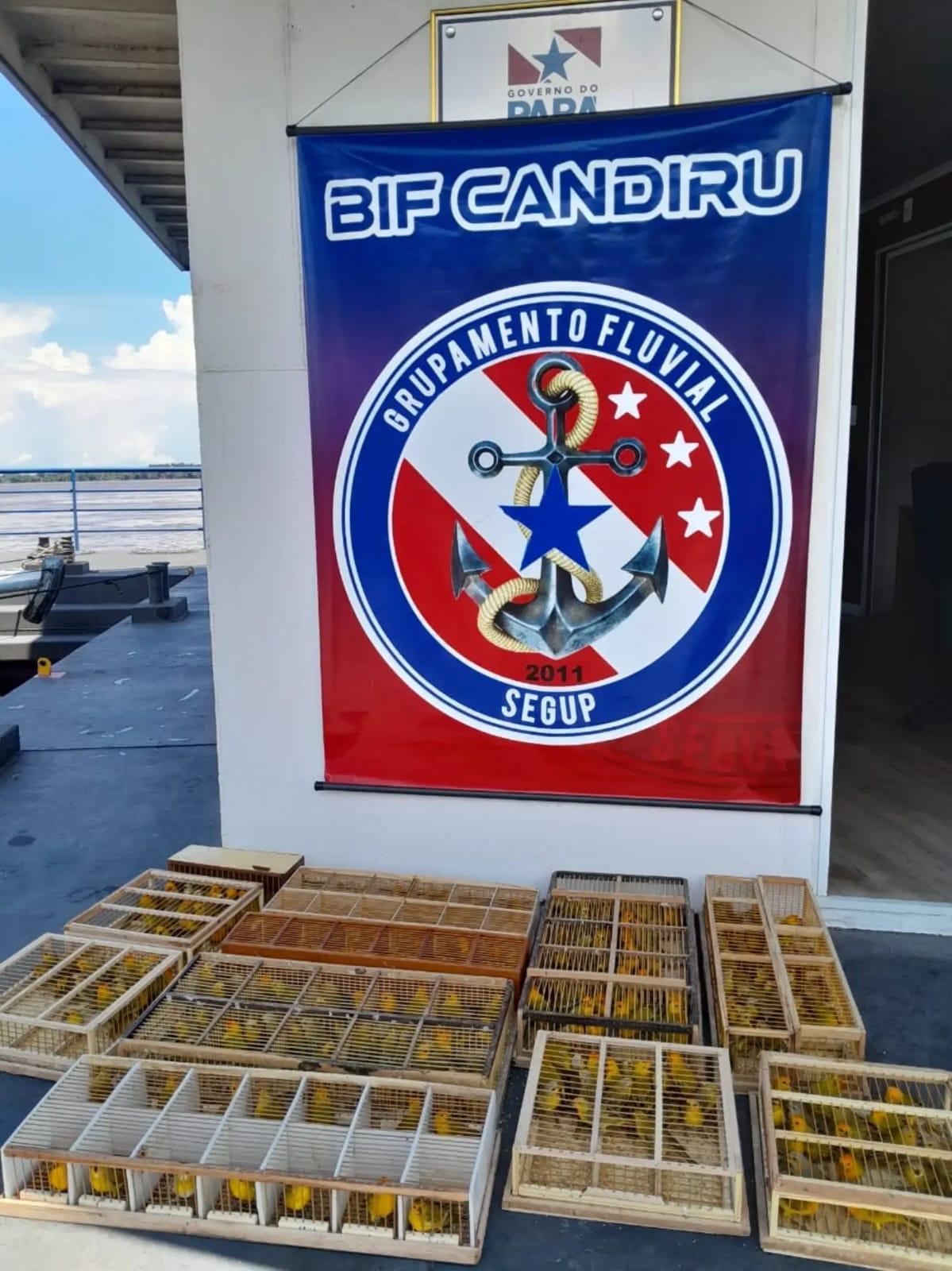 Óbidos: operação fluvial apreende 225 pássaros silvestres em ferryboat