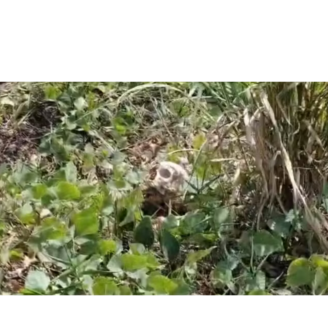 Polícia Civil investiga ossada humana achada em Santarém