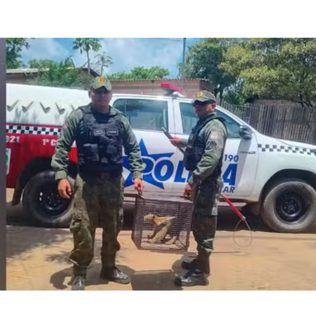 Tamanduá-mirim é resgatado no Juá por militares da 1ª CIPAMB e devolvido à natureza