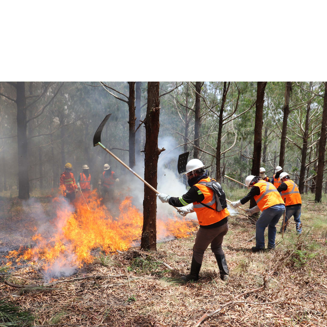 Pará abre seleção para brigadistas voluntários no combate a incêndios florestais